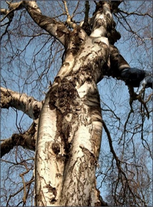 La doncella en el árbol