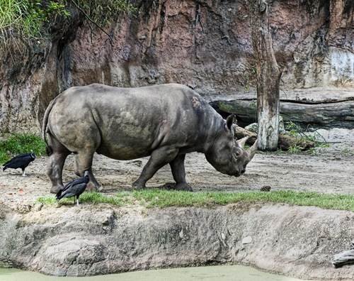 The Black Rhino